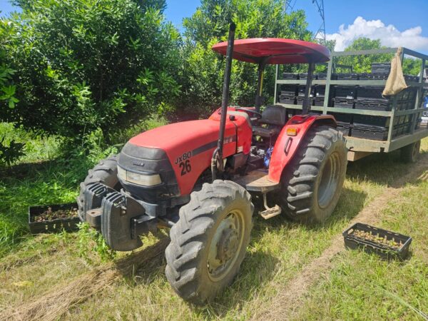 2016 Case JX80 Tractor – 6100 Hours | R220,000 + VAT