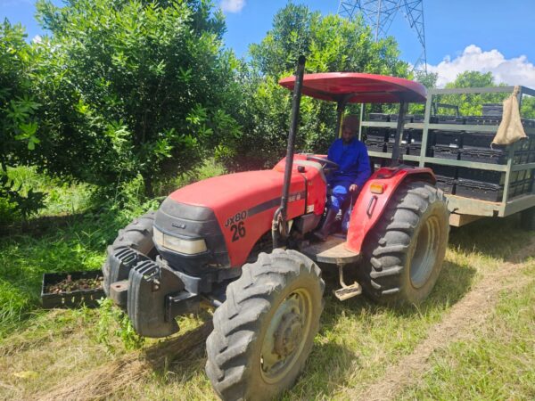 2016 Case JX80 Tractor – 6100 Hours | R220,000 + VAT - Image 5